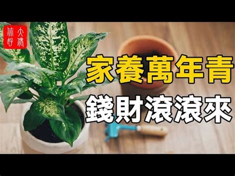 萬年青風水禁忌|萬年青擺放禁忌 注意三個不適宜位置 